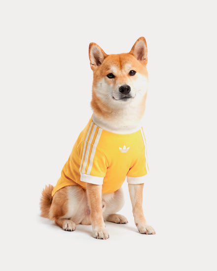 Adidas Pet Cali Tee in Bold Gold / Off White - 2
