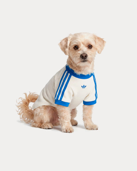 Adidas Pet Cali Tee in Off White / Blue Bird - 2