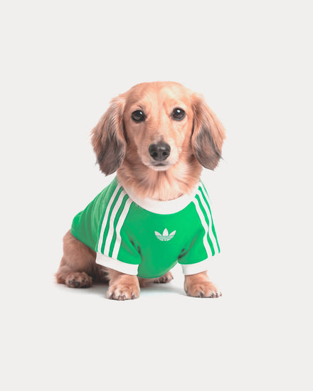 Adidas Pet Cali Tee in Flash Lime / Off White - 2