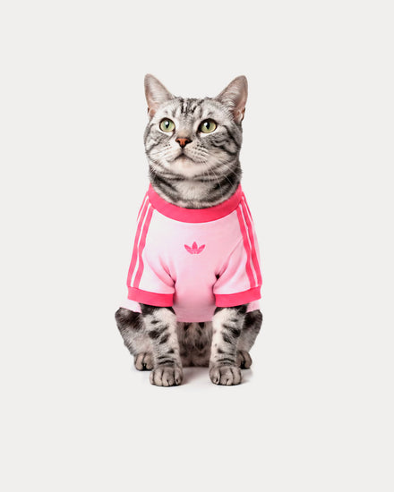 Adidas Pet Cali Tee in Clear Pink / Real Pink - 2